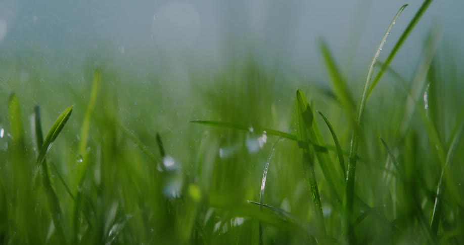 Raindrops falling on green grass during a summer storm