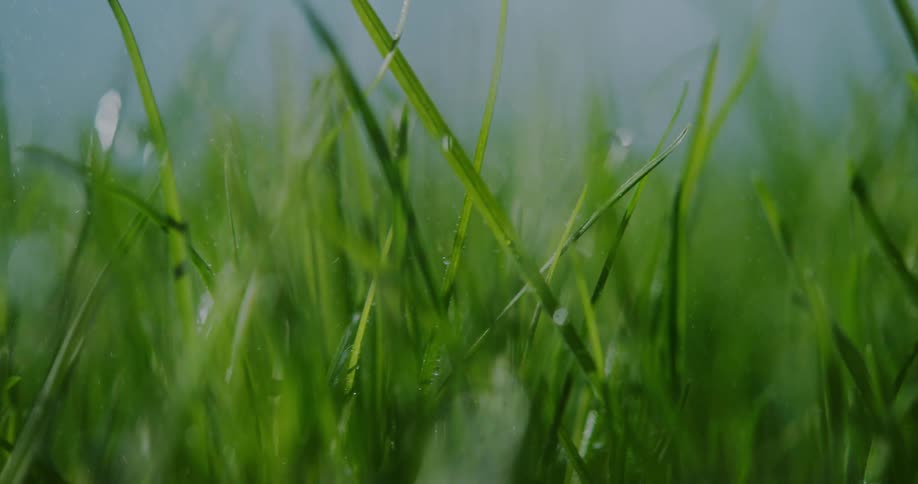 Water droplets falling over the green grass blades