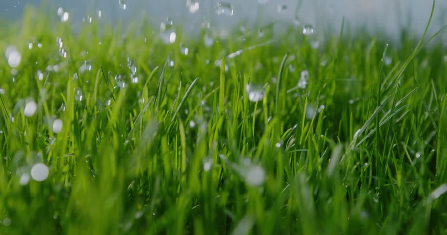 Raindrops are falling on the grass as it moves in the breeze