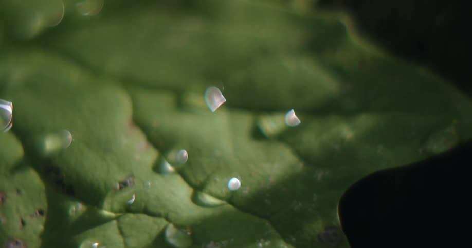 Large dew drops form on the leaves of tropical plants