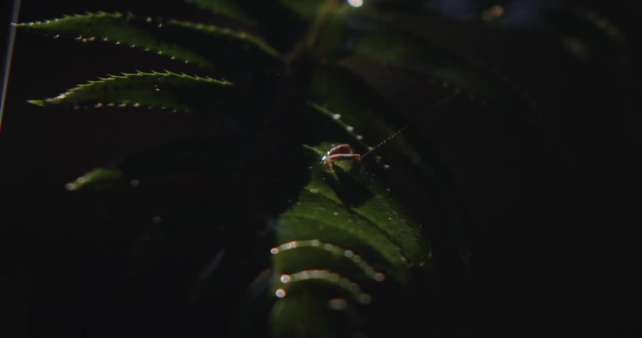 A ladybug sits on the leaf of a plant as rain falls
