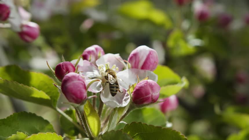 A bee collects nectar from a flower on a sunny day