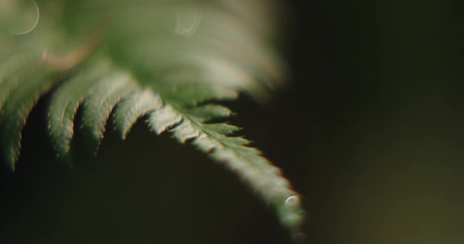 A droplet of water is resting on the tip of a fern leaf
