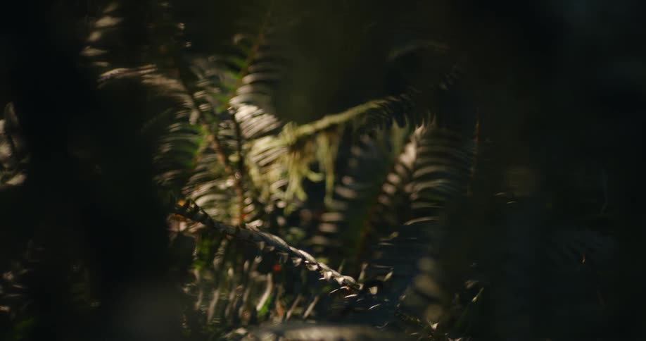 Sunlight shines on sections of fern leaf in shadows