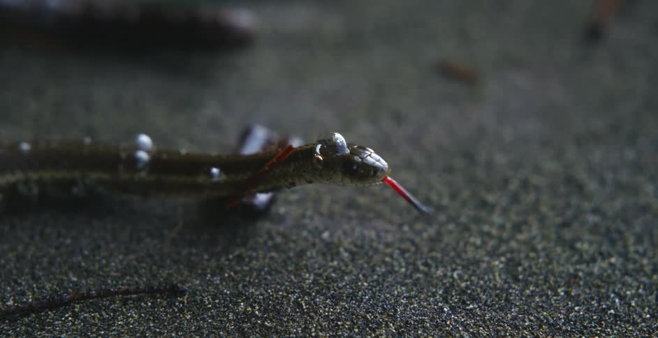 Small snake waves its tongue in the air as small bubbles sit on snake skin