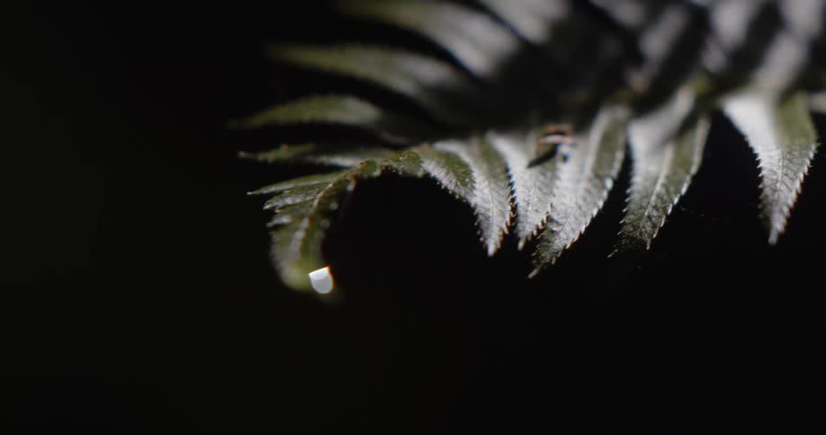 Close up of green leafs on a fern