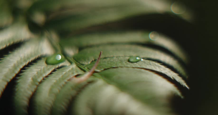 Water droplets are on the leaves of a plant