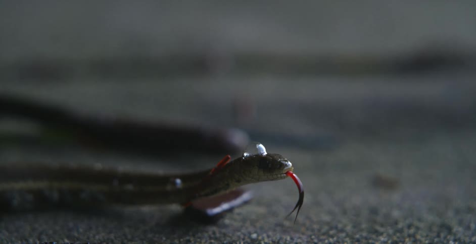 A snake on the floor with its tongue moving up and down