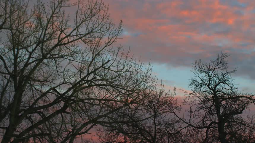 Bare trees are high in a colorful blue and pink sky