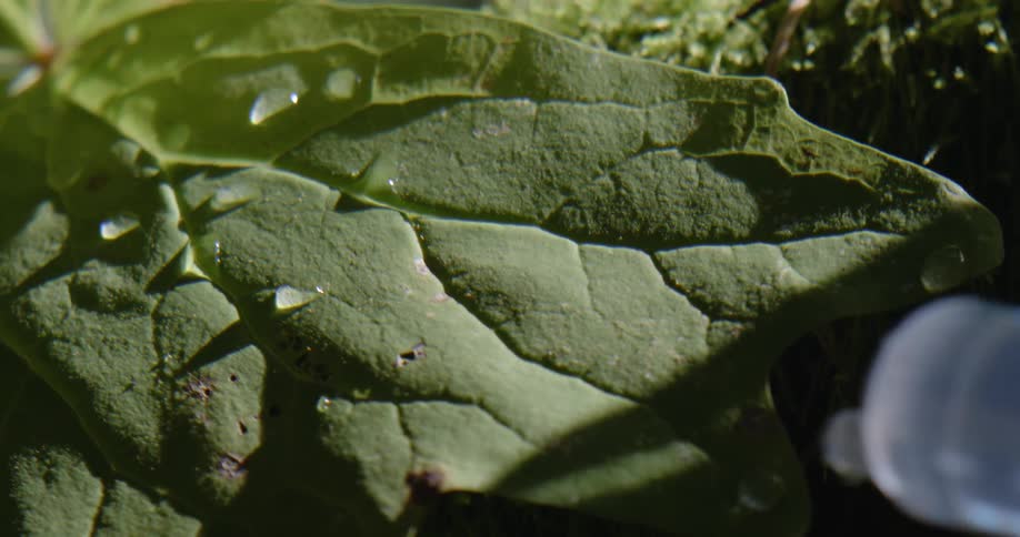 Translucent liquid drops are places on leaf with plastic applicator
