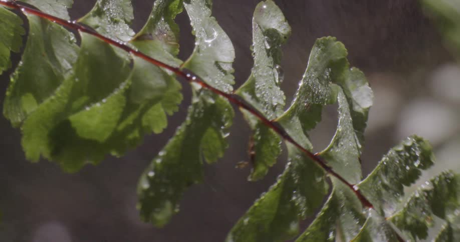 A branch is moved back and forth by heavy rainfall
