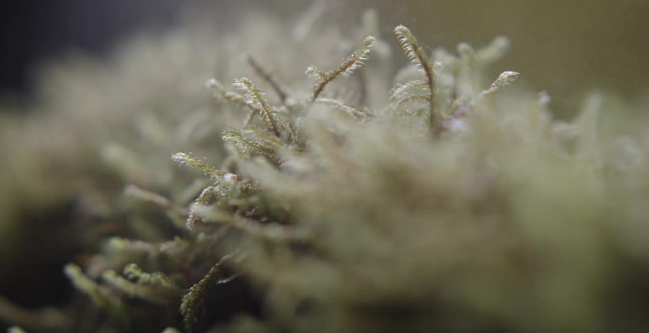 Light spray of water over a small plant
