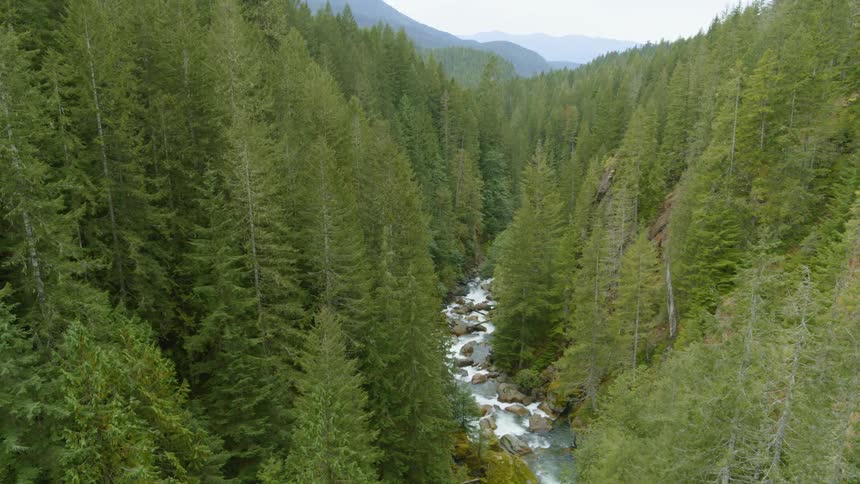 Tilt up from a rushing mountain stream to reveal a beautiful wooded mountain gorge