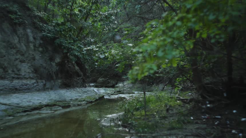 A stream surrounded by plants and trees