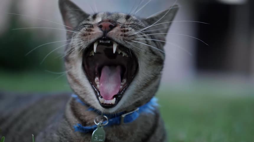 Tabby cat with blue leash sitting on the lawn yawns