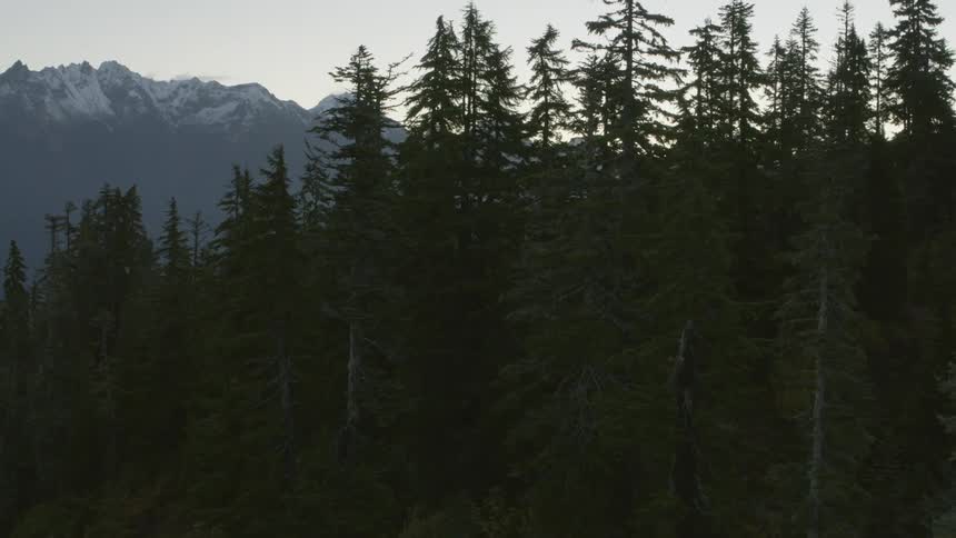 First light traverse along a tree covered ridgeline with snow dusted mountains in the distance