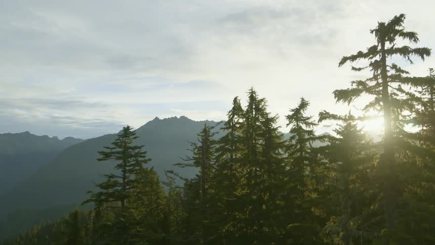 The morning sun shines through the trees of a mountain forest