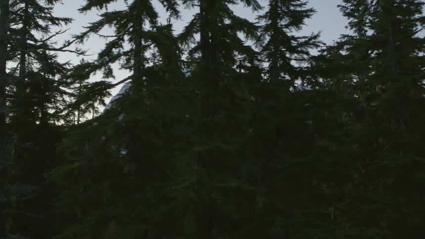 Reveal of a jagged snow capped mountain from behind a stand of evergreen trees