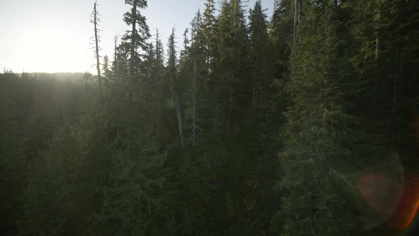 Flying through the trees along a steep mountainside as the sun crests above the horizon