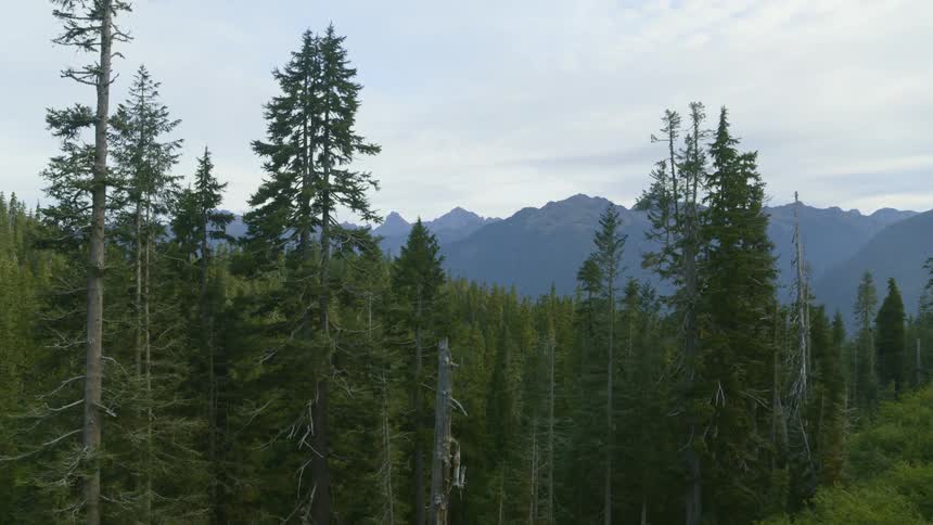 Tall evergreen trees grow along a lush mountainside ridge
