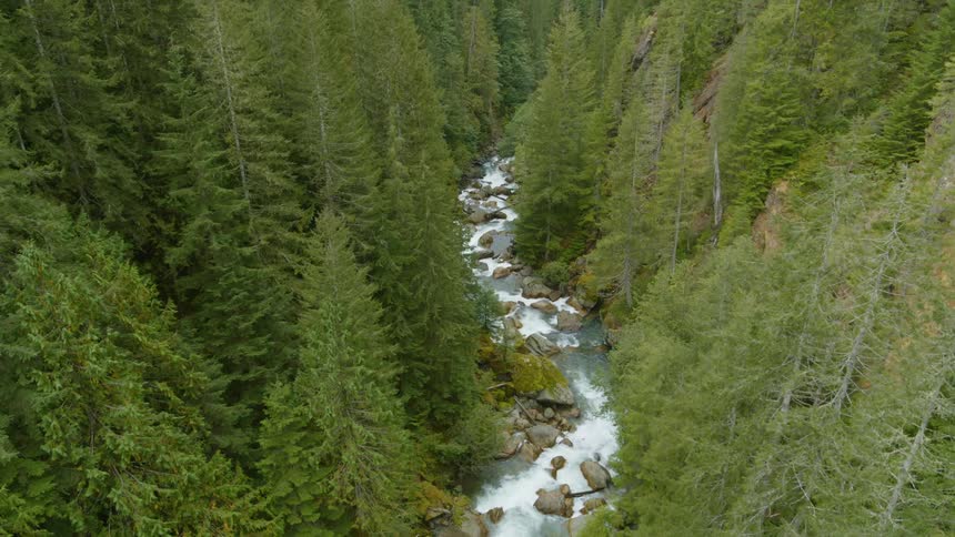 A beautiful rushing river winds through a narrow mountain gorge surrounded by evergreen forest
