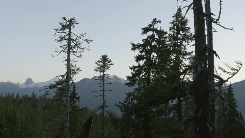 Tilt down from the tops of gnarled and weather worn trees growing amidst a vast mountain forest
