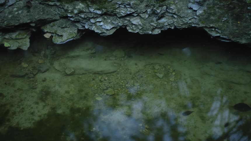Fish swim under overhang as water reflects sky and trees