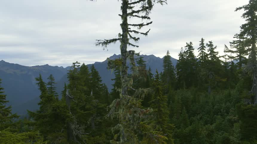 Flying just above the trees of an alpine forest with mountains in the distance