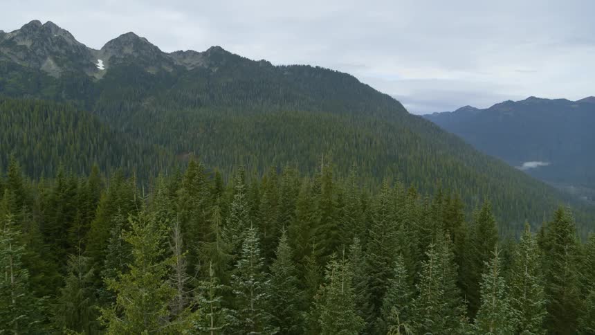 Evergreen trees fill an entire mountain valley