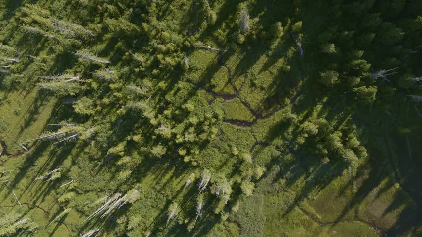 Top down traverse over the beautifully green landscape of an alpine forest marsh bathed in morning sunlight