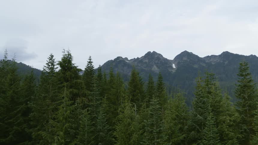 A dense forest grows along the base of a mountain range