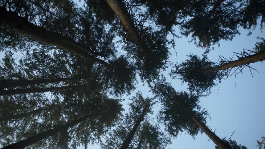 Trees stand tall reaching for a clear sky