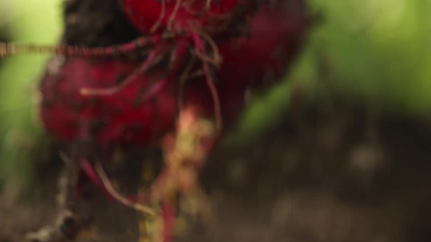 A person grabbing beets out of the ground