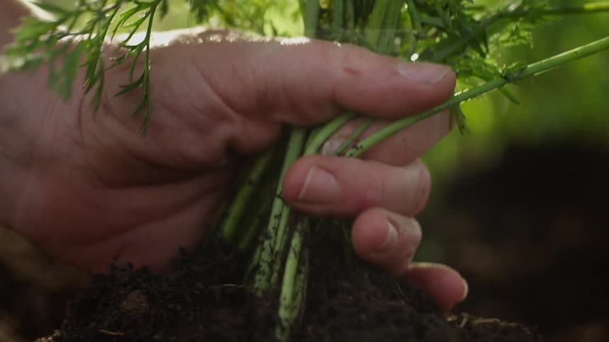 A person picking carrots from the dirt with the sun the sky and clouds in the background
