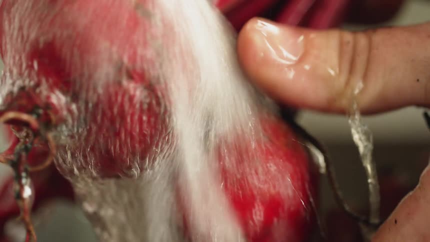 Person rinses dirt from beets under running water faucet