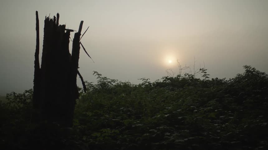 A damaged tree with a missing top sits alone in front of a wall of bushes in foggy light