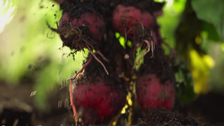 A hand pulls a bunch of beets out of the garden soil on a bright sunny day