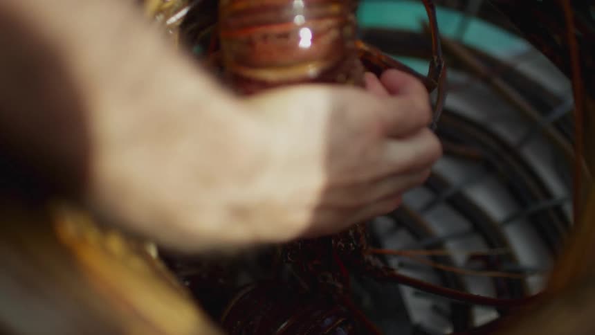 Person lifting lobster