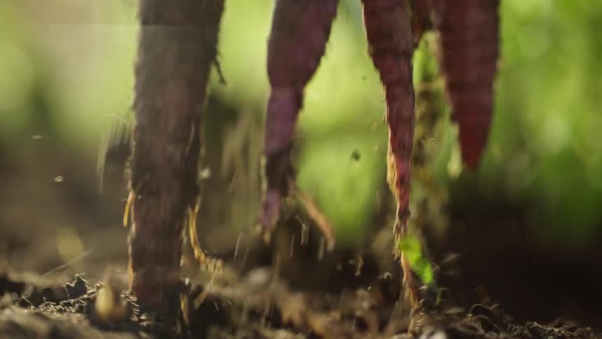 A hand reaches down and pulls carrots out of the ground