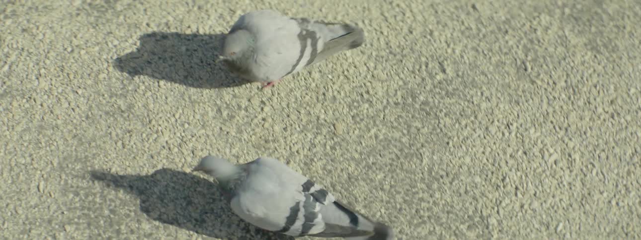 Some pigeons walking around