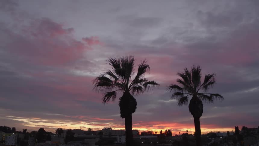 Silhouette of palm trees in front of the city skyline at sunset