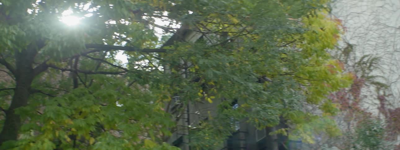 Sunlight streams through a tree in an urban setting