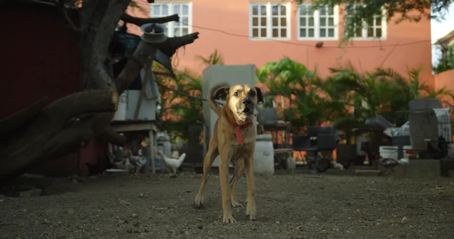A chained dog barks in warning to protect the yard and chickens behind him