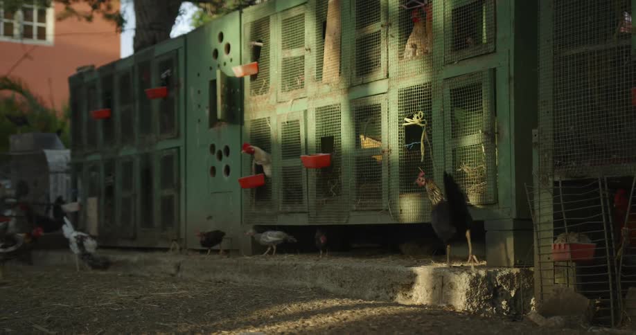 Chickens are inside a coop and outside pecking at the ground