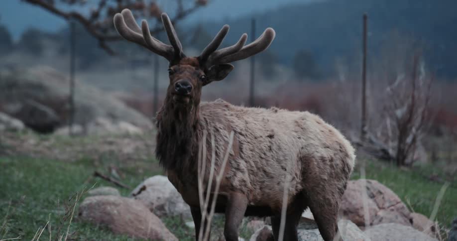A woodland animal reacting to the camera