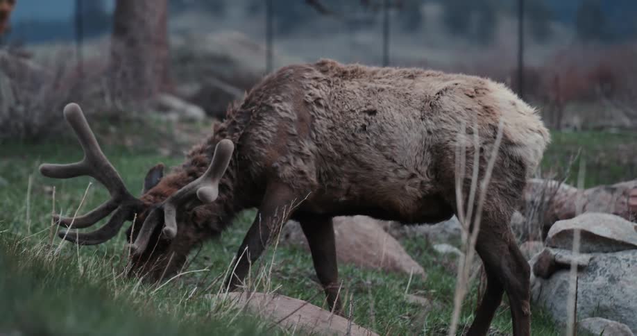 An elk is grazing in the grass of a field in a nature reserve during the daytime