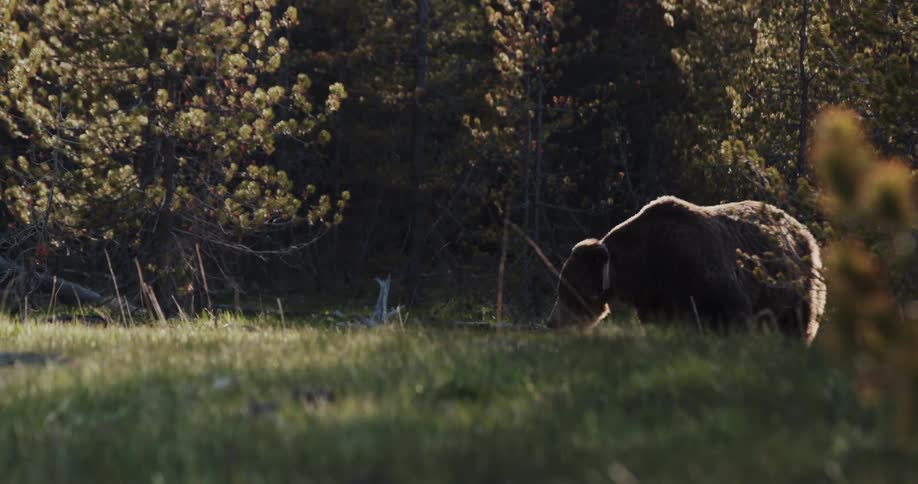 A brown bear walks on a grassy area near forest trees