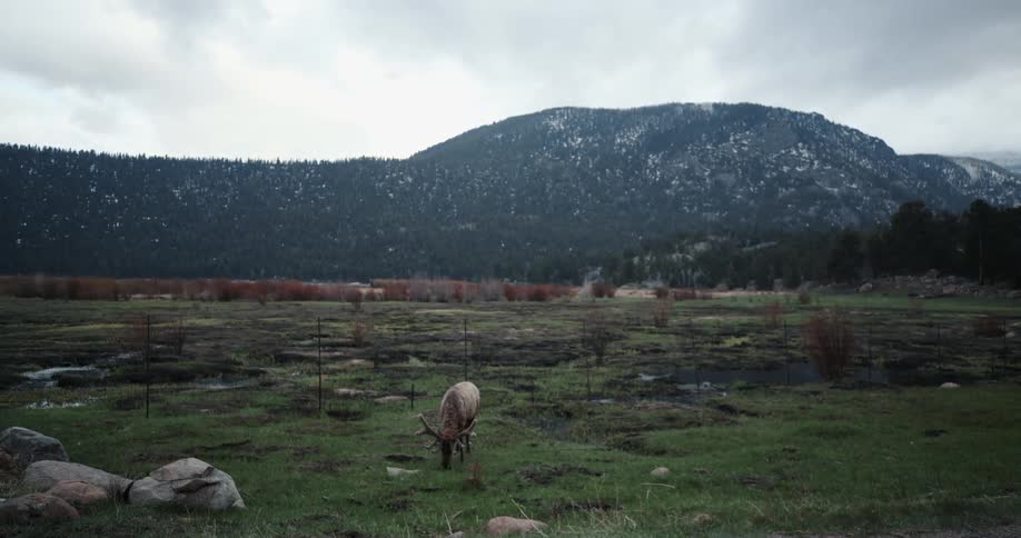 A deer is eating in a field with mountains in the distance