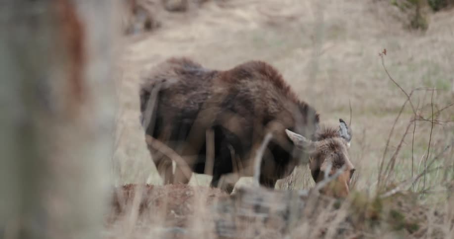 Animal grazes in field near tree