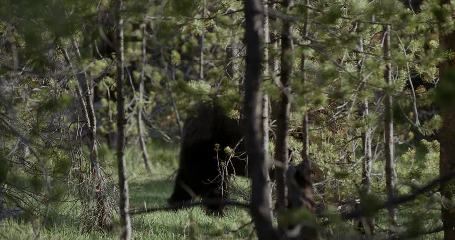 A bear is walking behind trees in the woods
